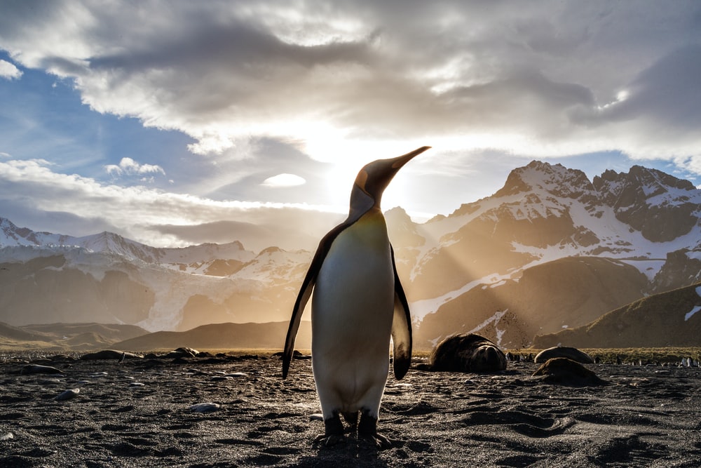 Penguin Background Image HD All White