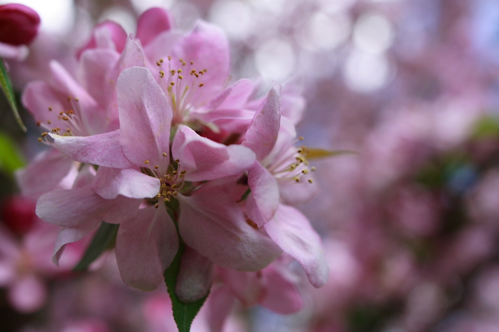Apple Blossom Spring Flower Wallpaper
