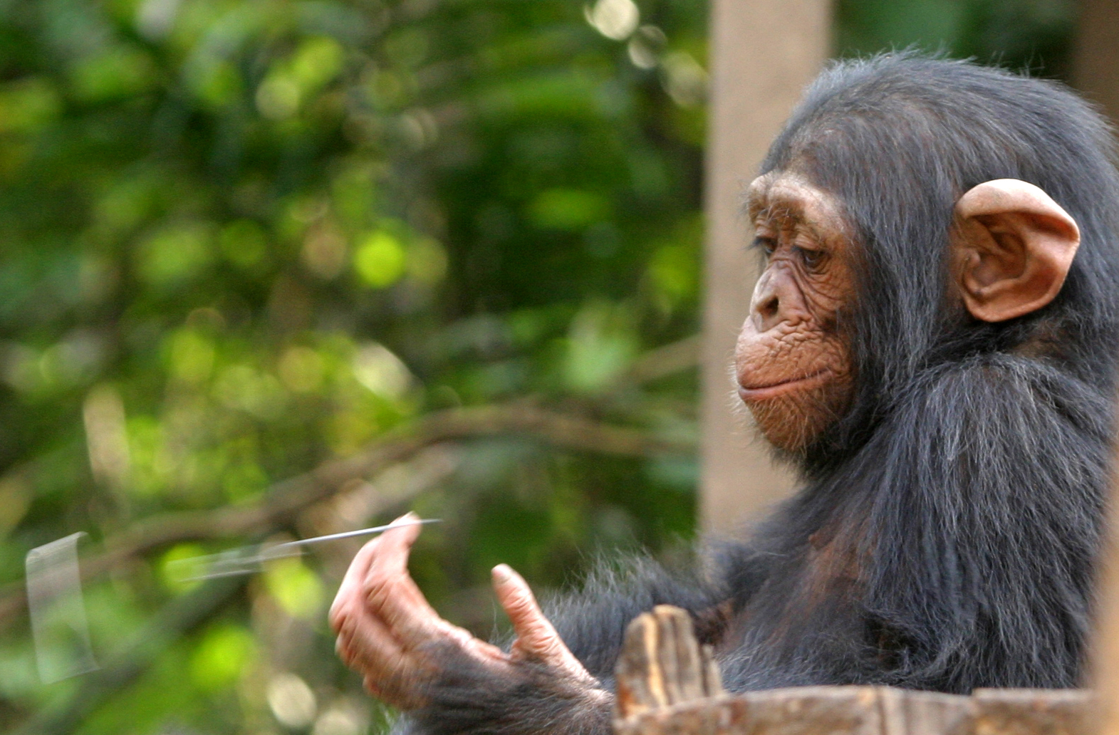 Chimpanzees Wallpaper Animals Library