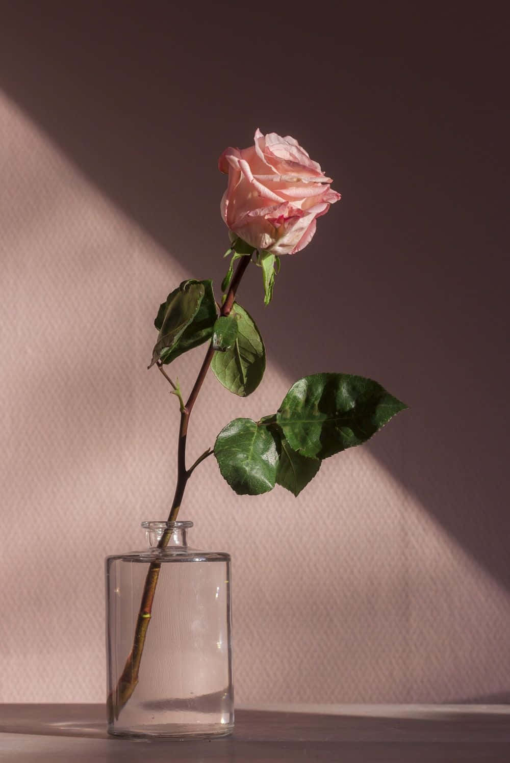 Cute Rose Wallpaper