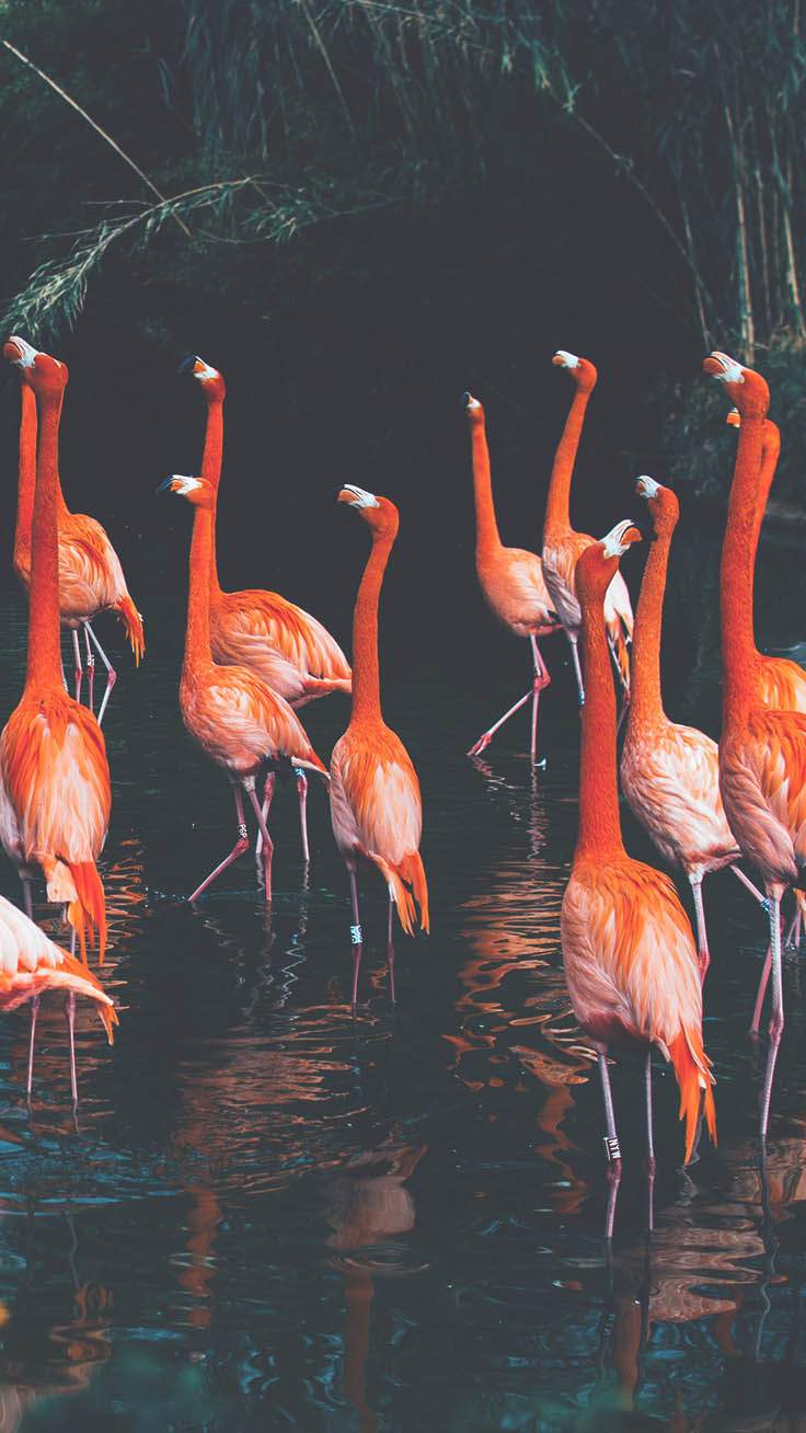 Pink Flamingo Wallpaper for iPhone 12 Pro