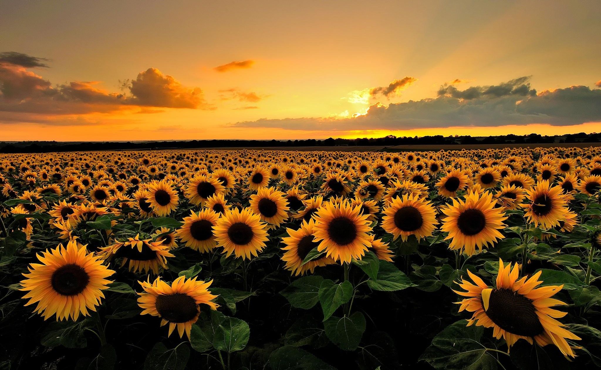 Sunflower Desktop Wallpaper Top