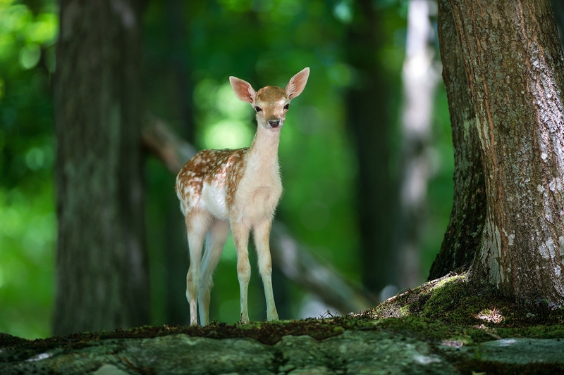 Forest Deer Fawn Baby Animals Wallpaper Nature Forests