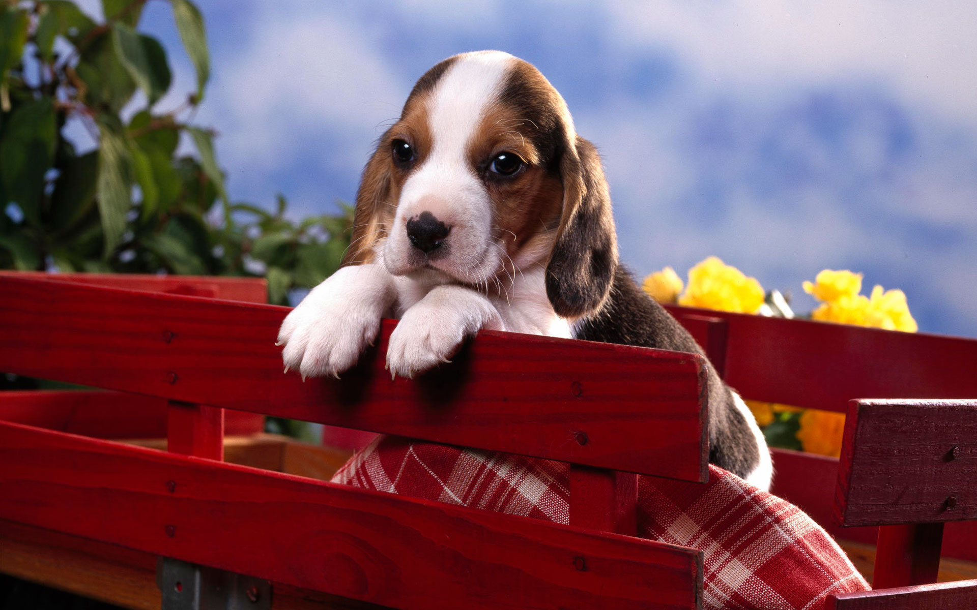 Beagle Puppy Wallpaper HD
