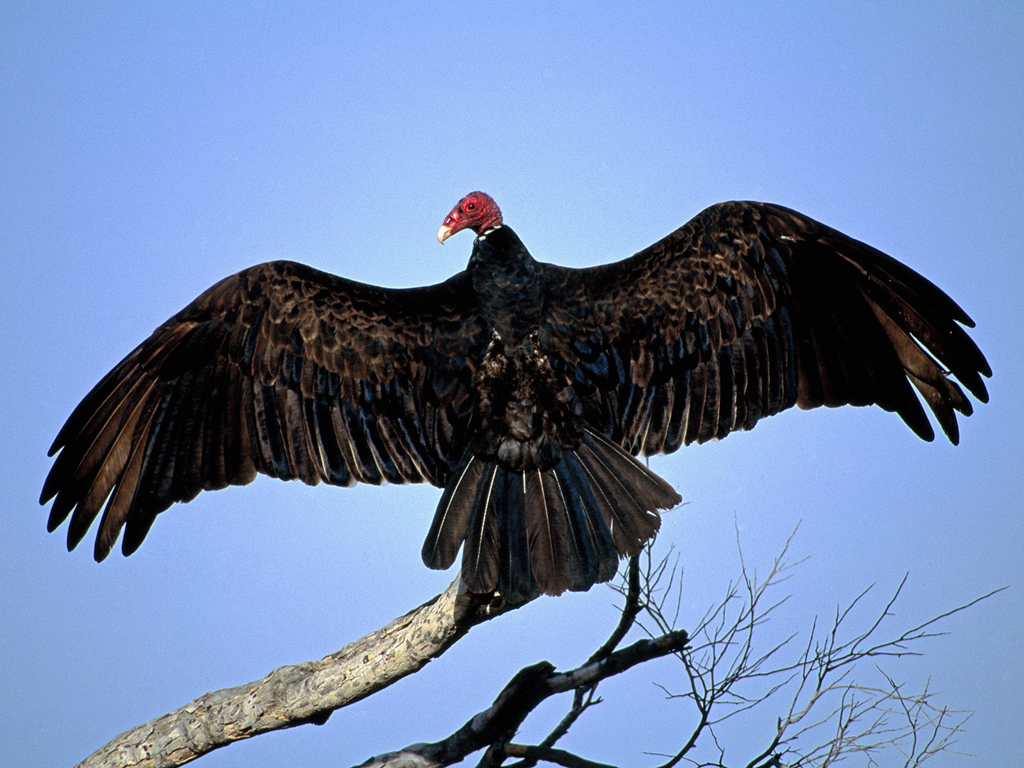 Turkey Vulture Wallpaper Jpg
