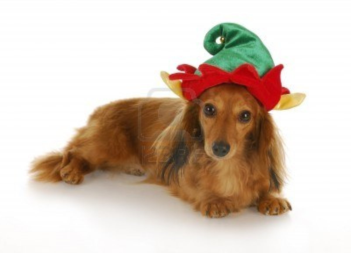 Chic Dachshund Dog Photo HD Wallpaper Res