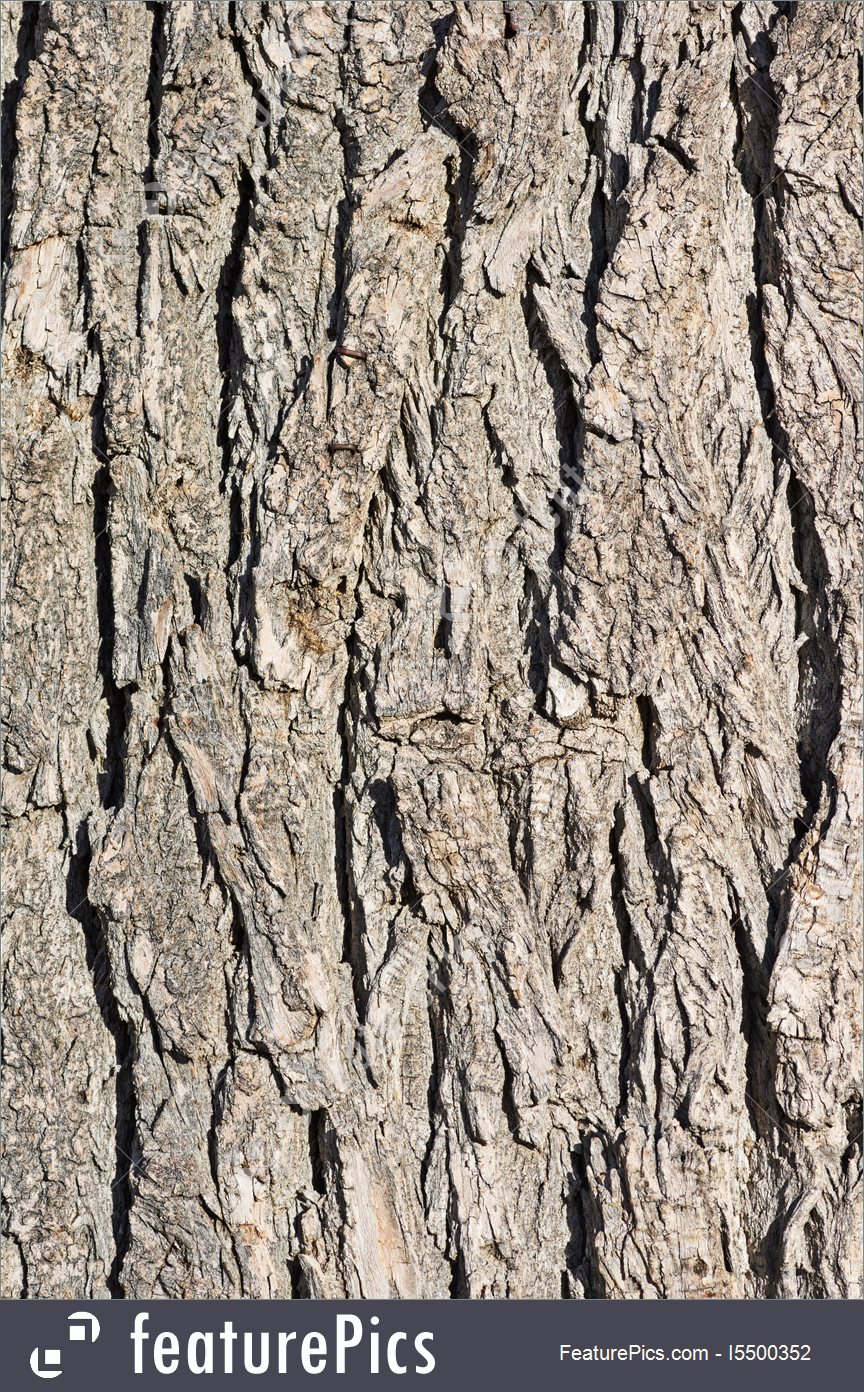 Cottonwood Bark Background