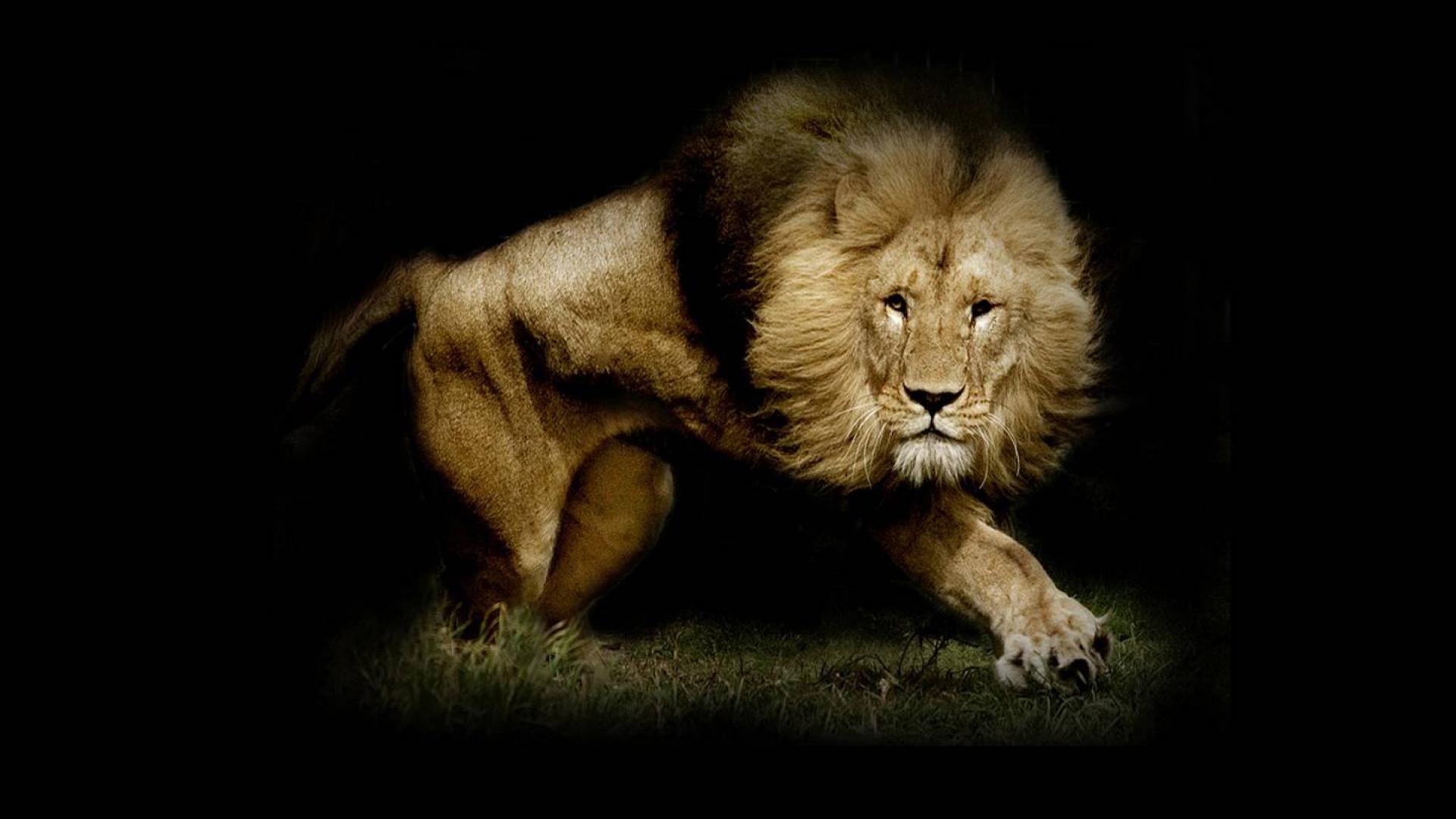 Lion Wallpapers Best Wallpapers 1920x1080