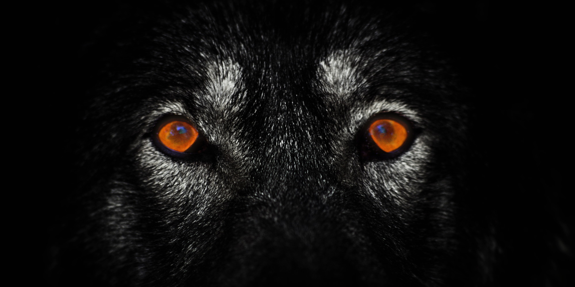 Wolf Wallpaper Pictures Image