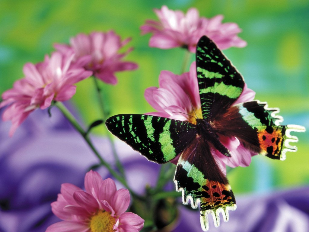 Butterfly Wallpaper Desktop HD In Cute Imageci