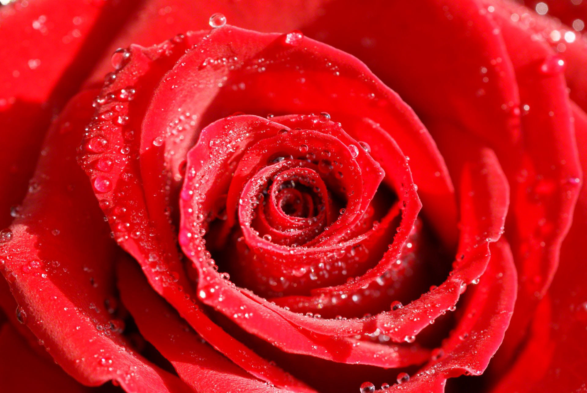 Rose Flowers Wallpaper