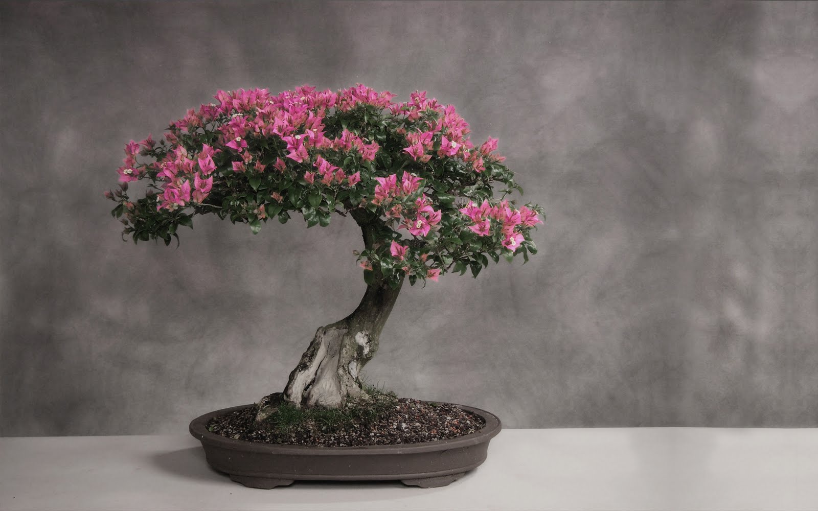 Desktop Wallpaper Bonsai Tree With Pink Flowers HD