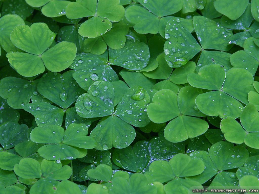 Shamrock Wallpaper Crazy Frankenstein
