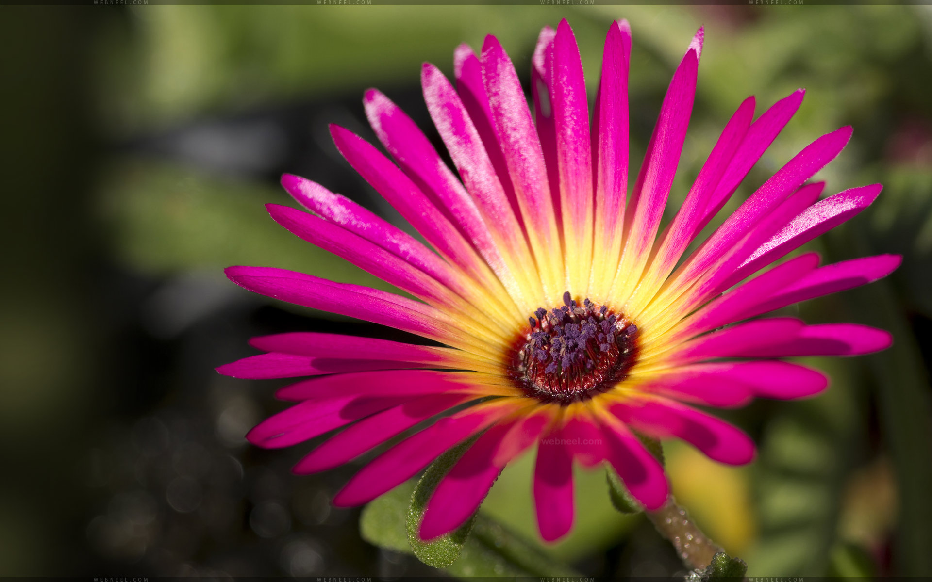 40 Beautiful Flower Wallpapers for your Desktop Mobile and Tablet
