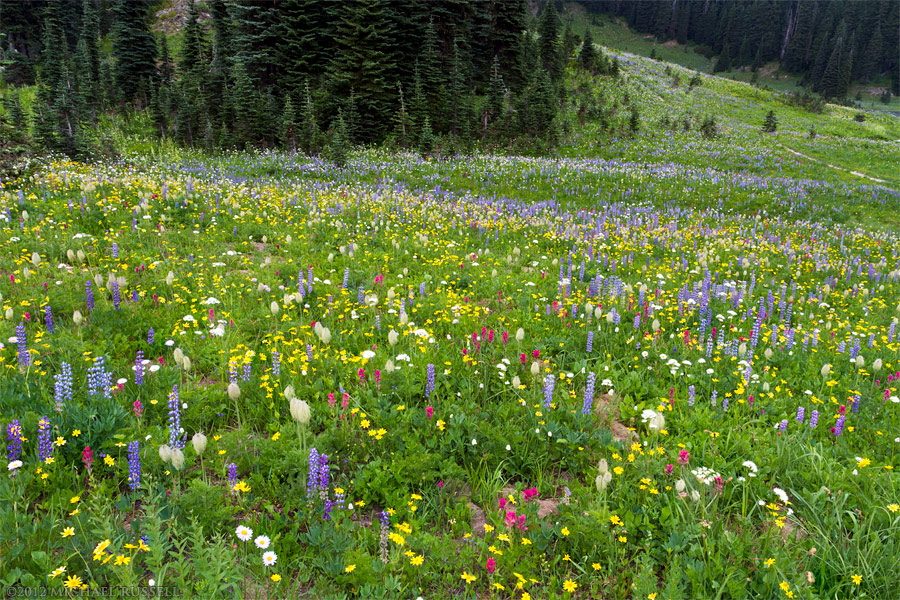 Jpeg Mount Rainier Cascade Range Wildflowers Washington