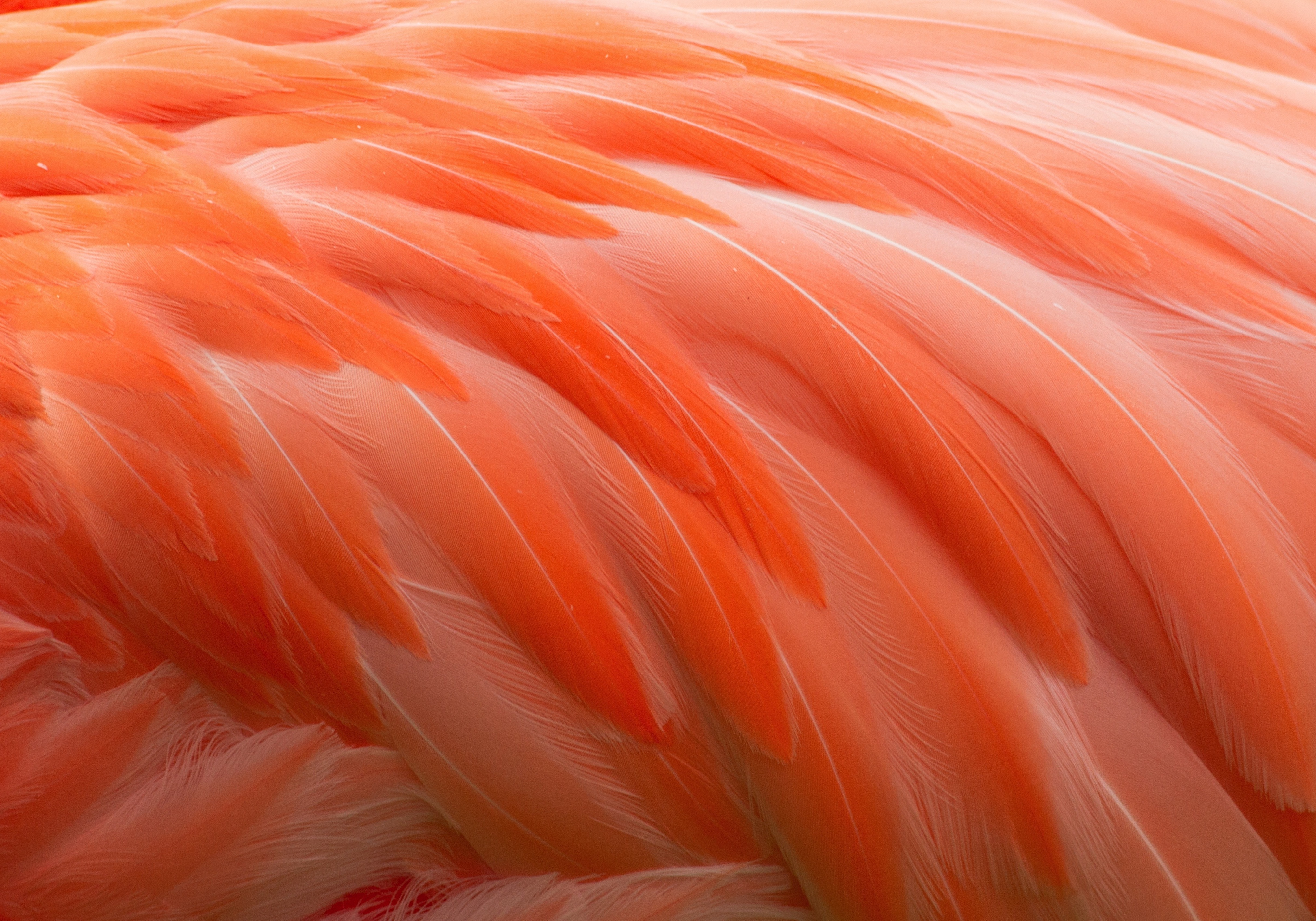 Wallpaper Flamingo Orange Macro Feathers