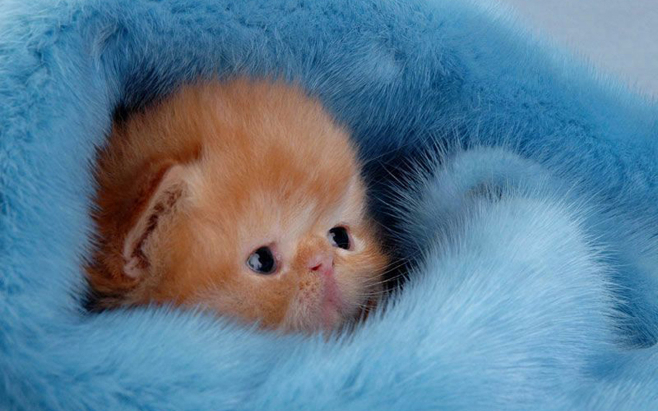 An adorable ginger kitten nestled in a soft, light blue blanket. Its wide blue eyes and delicate features make it the perfect addition to any cute kitten collection