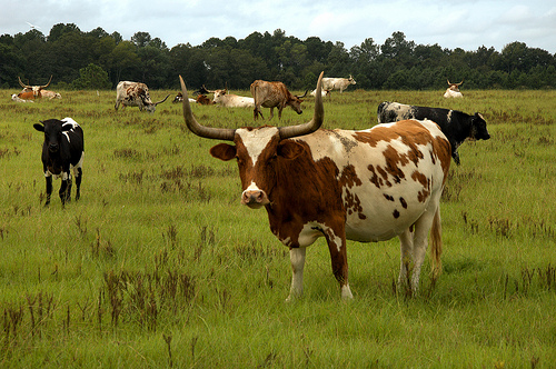 Texas Longhorn Cattle Cow Arp Ga Irwin County Herd Livestock Heritage