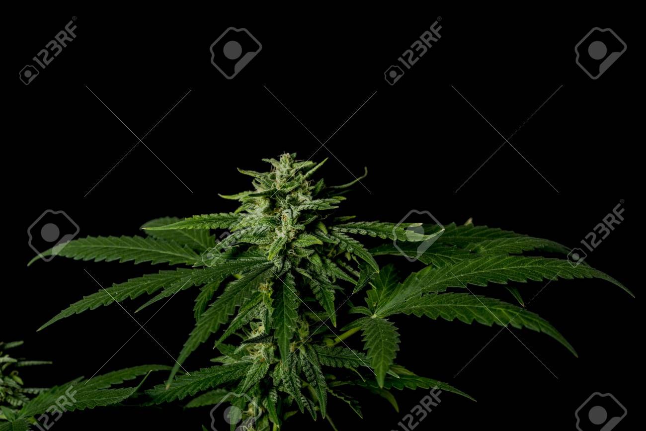 Bubba Kush Variety Of Medical Marijuana With Black Background