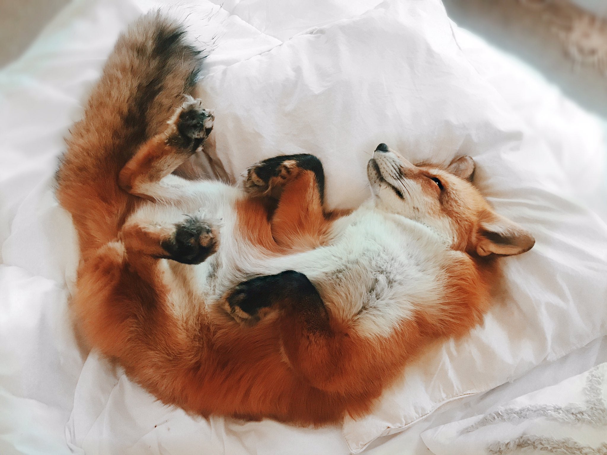 Sleepy Fox R Foxes