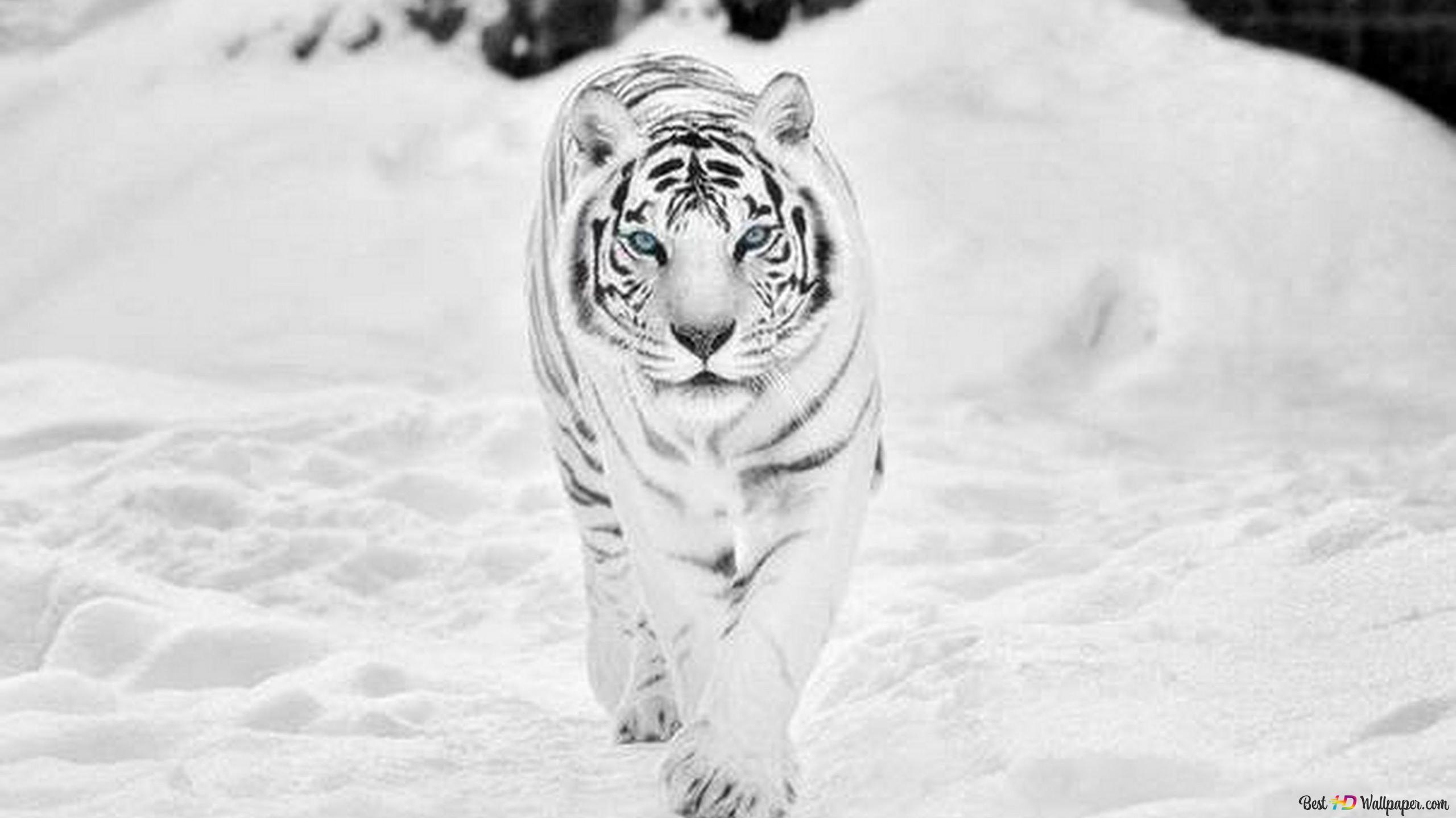 White tiger with blue eyes walking on snow covered ground in