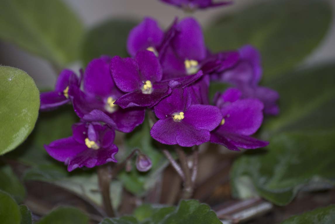 African Violet