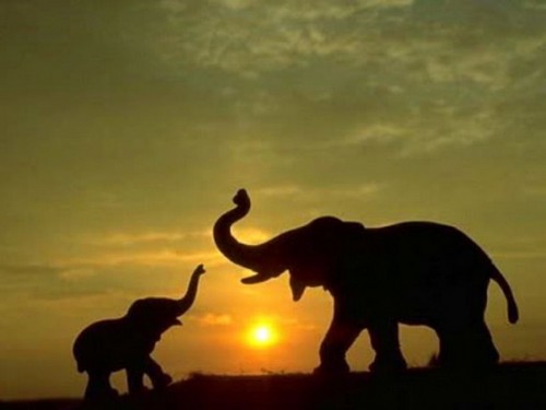Beautiful Wallpaper That Shows A Mother Elephant Playing With Her Baby