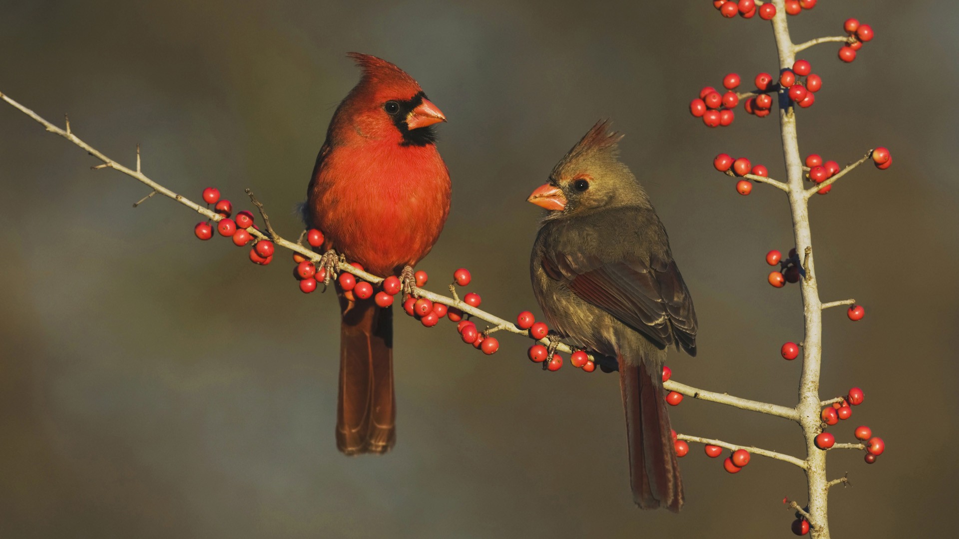 Animal Cardinal Wallpaper