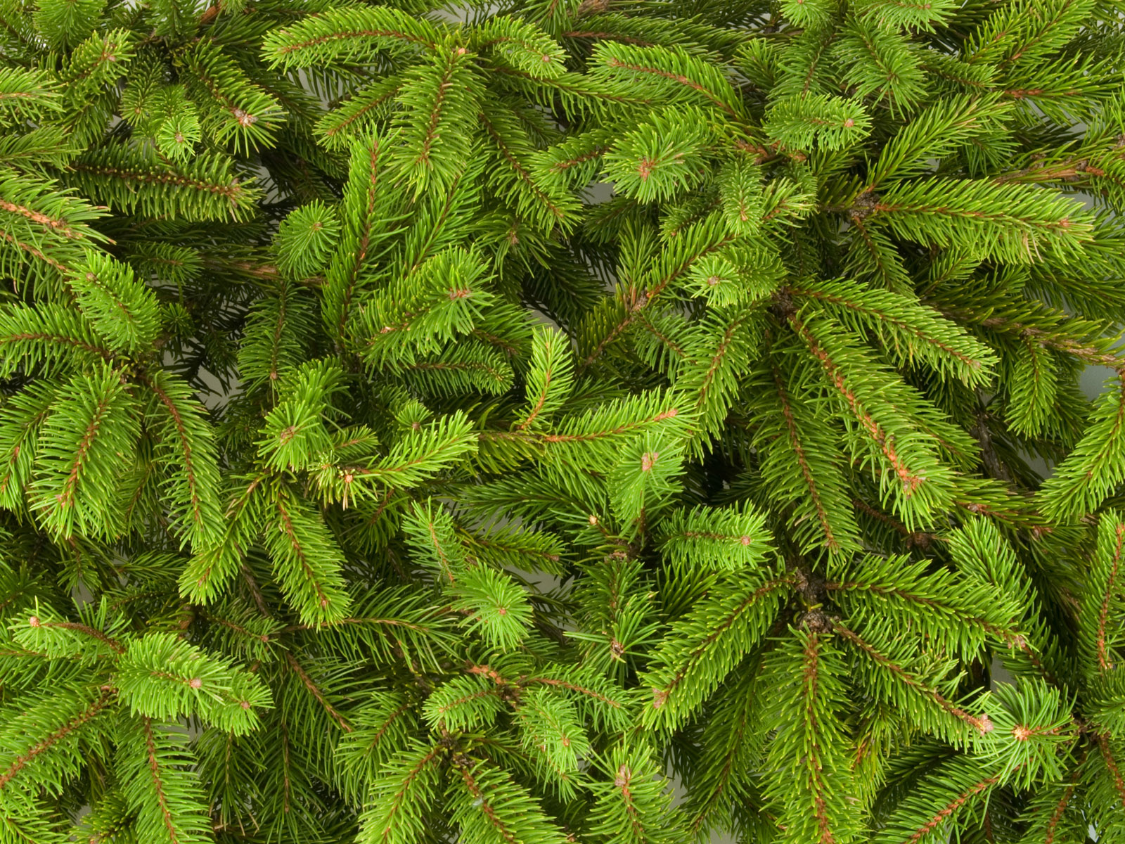 29 Pine Tree Full HD Quality Photos GsFDcY HD Wallpapers