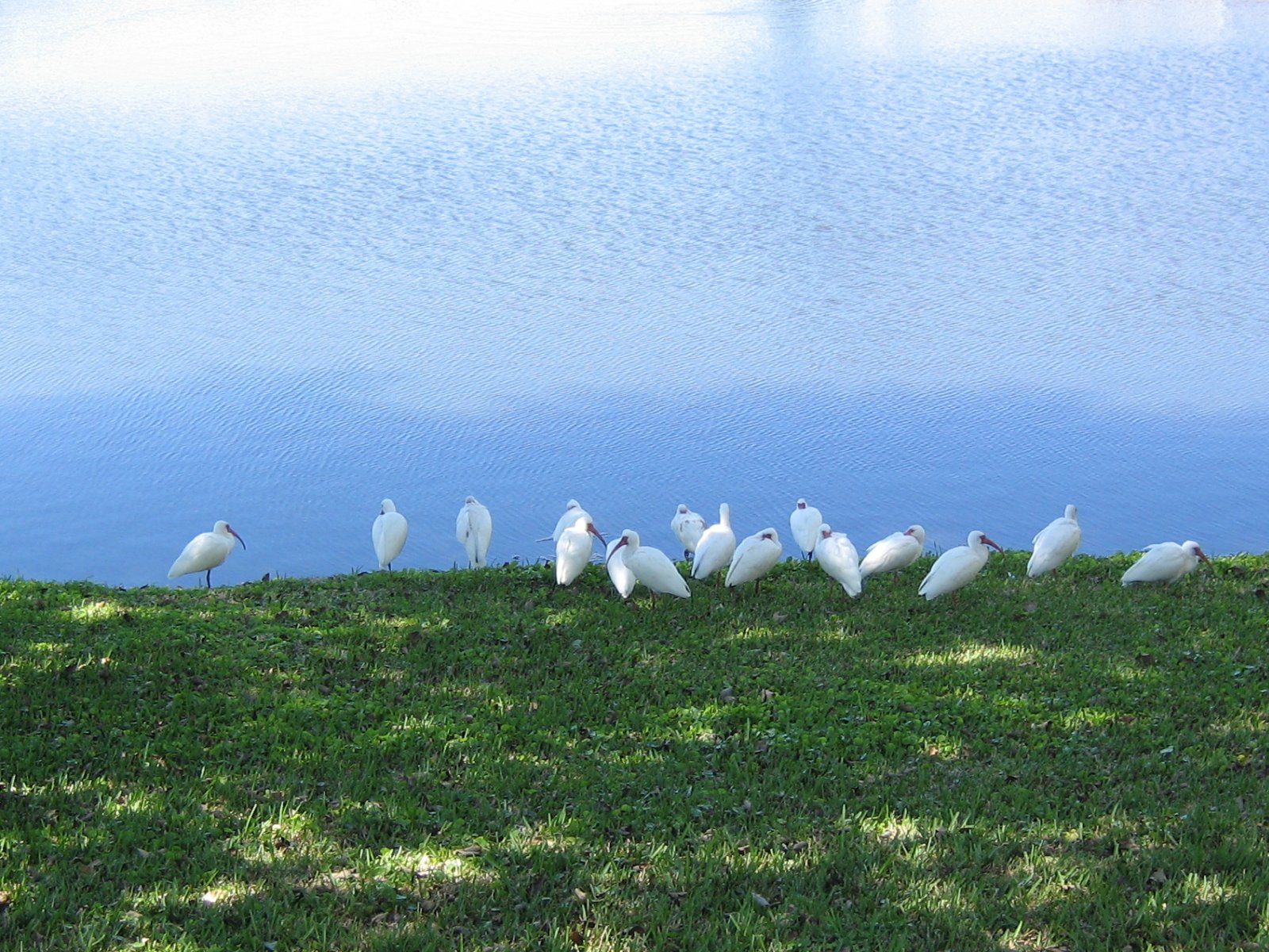 Lake Wallpaper