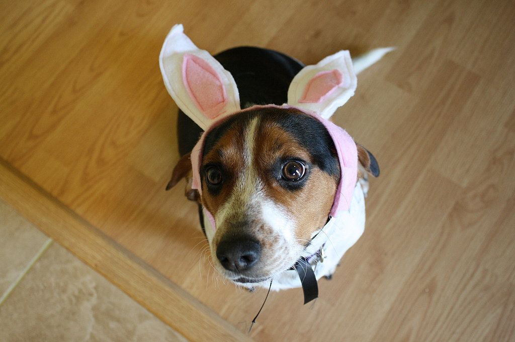 Cute Alert Mazie The Easter Beagle Popsugar Pets