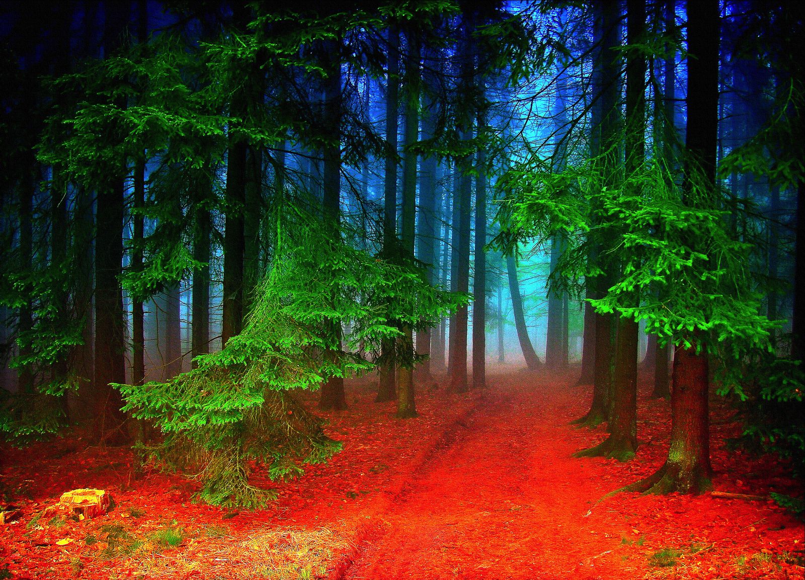 Magical Photos That Will Make You Want To Visit The Black Forest