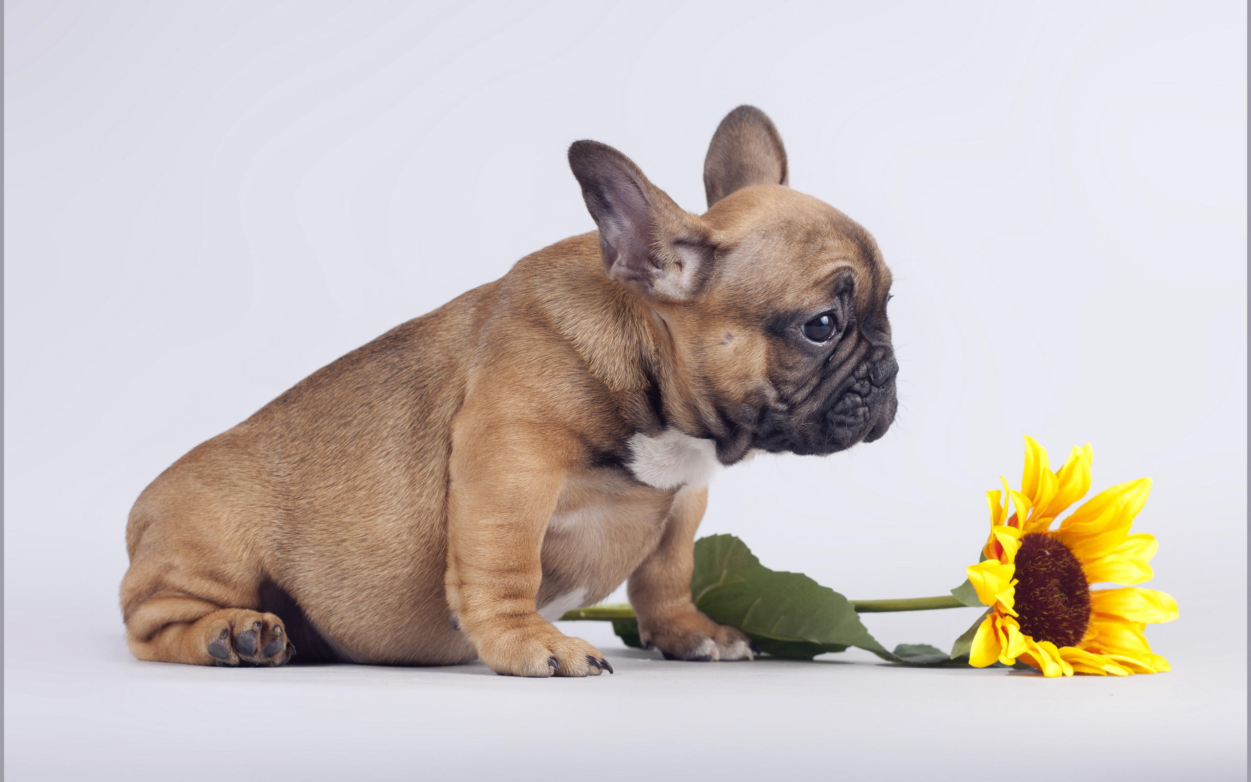 Adorable French Bulldog HD Wallpaper