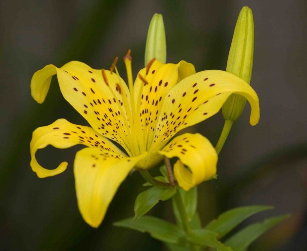 Yellow Lily Flowers Wallpaper Black