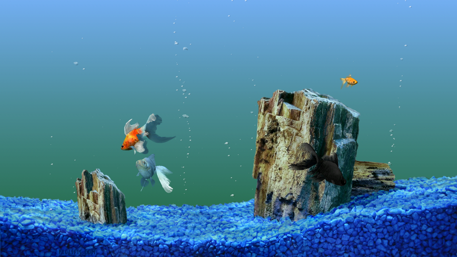 Wallpaper Beautiful Fish Widescreen Desktop Ocean