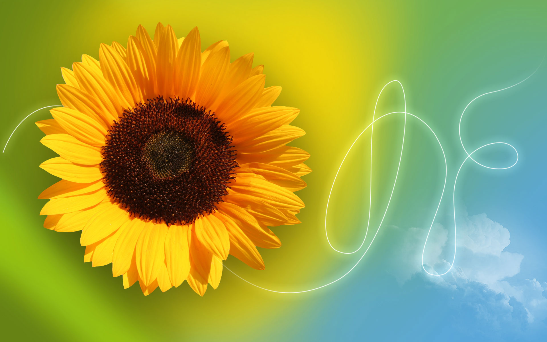 Sunflower Wallpaper Image Adobe Photoshop Photo