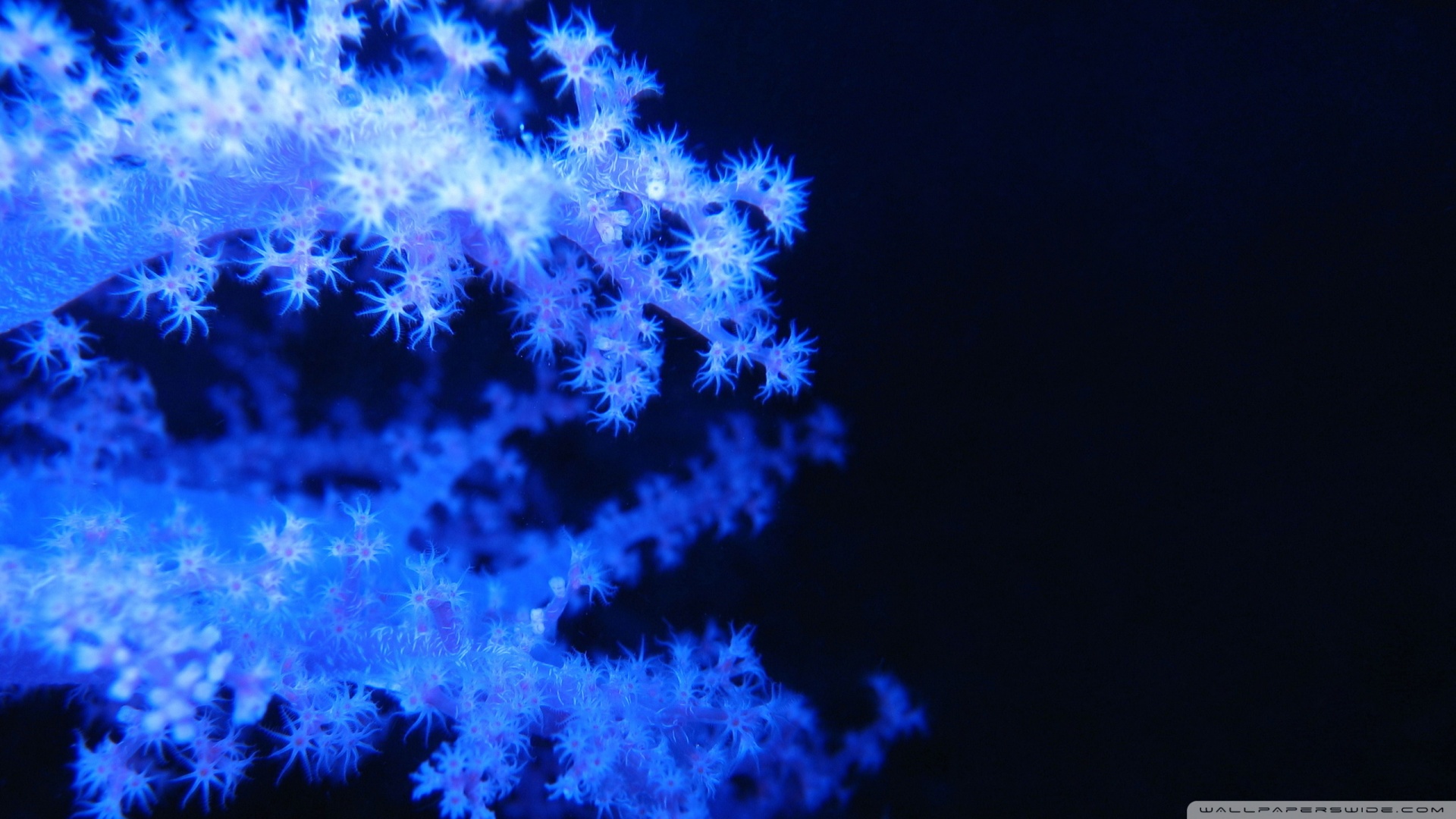 Blue Phosphorescent Corals Wallpaper