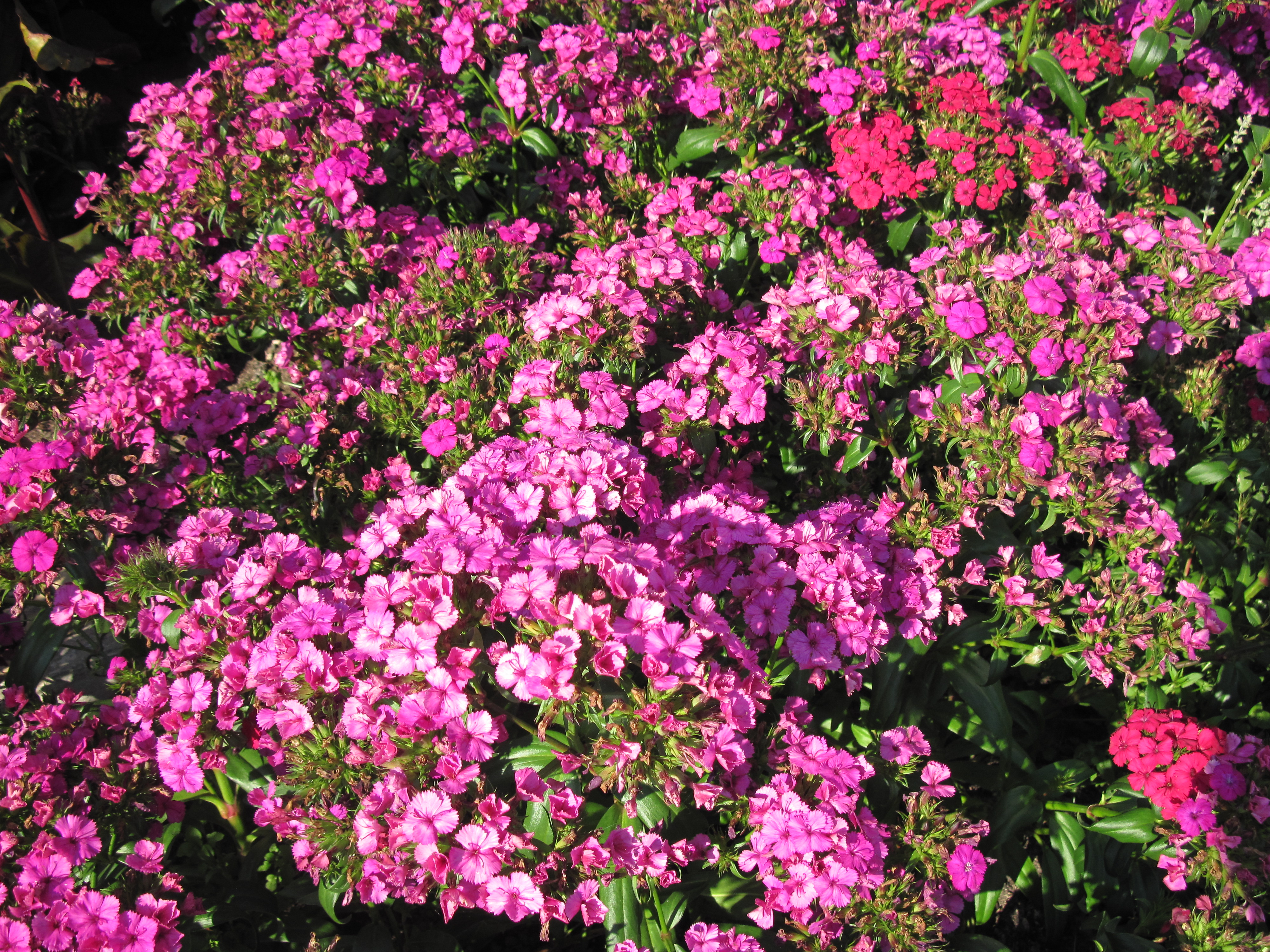 Pink Flowers Invermere Bc Canada Wallpaper