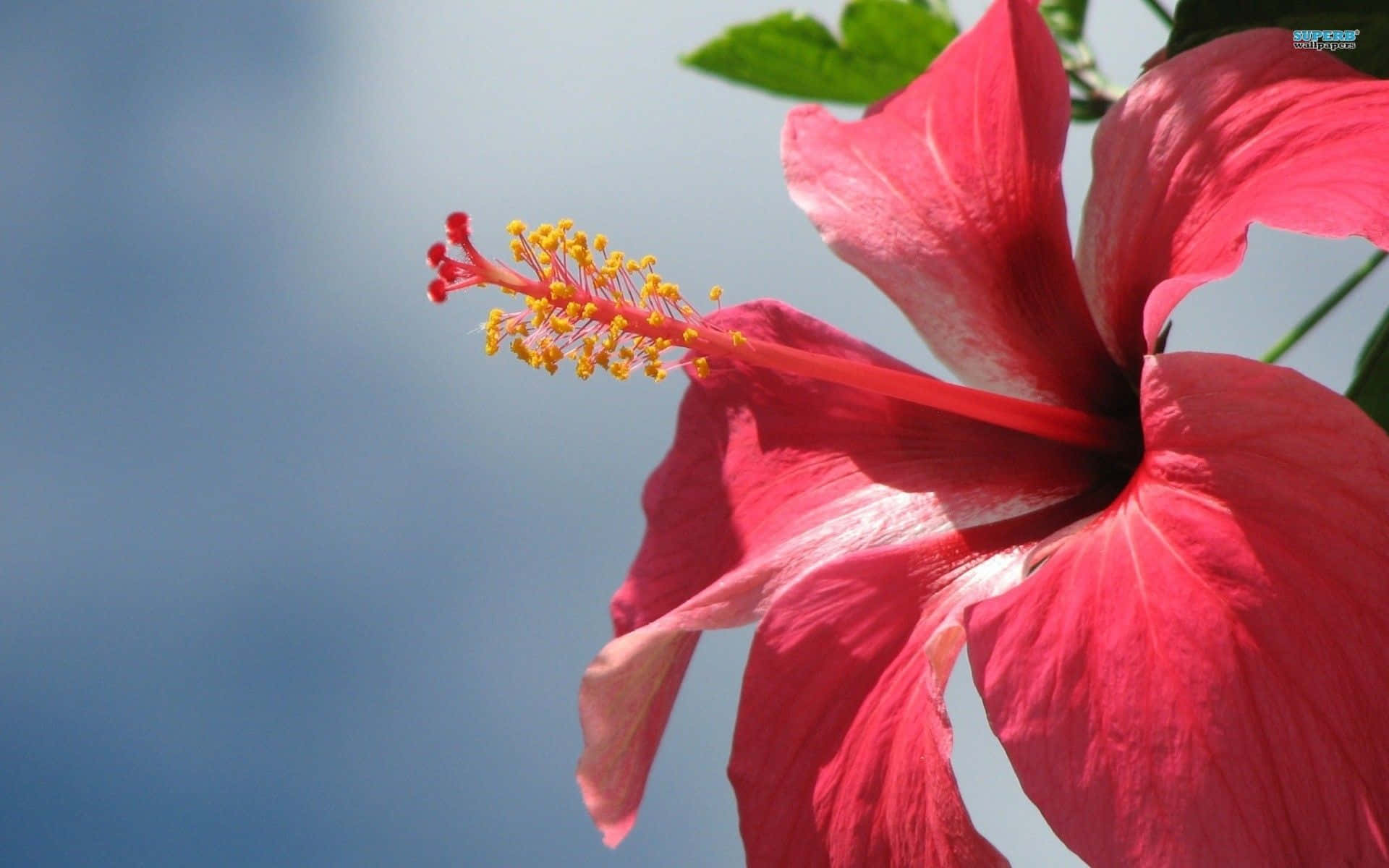 Hibiscus Flower Wallpaper