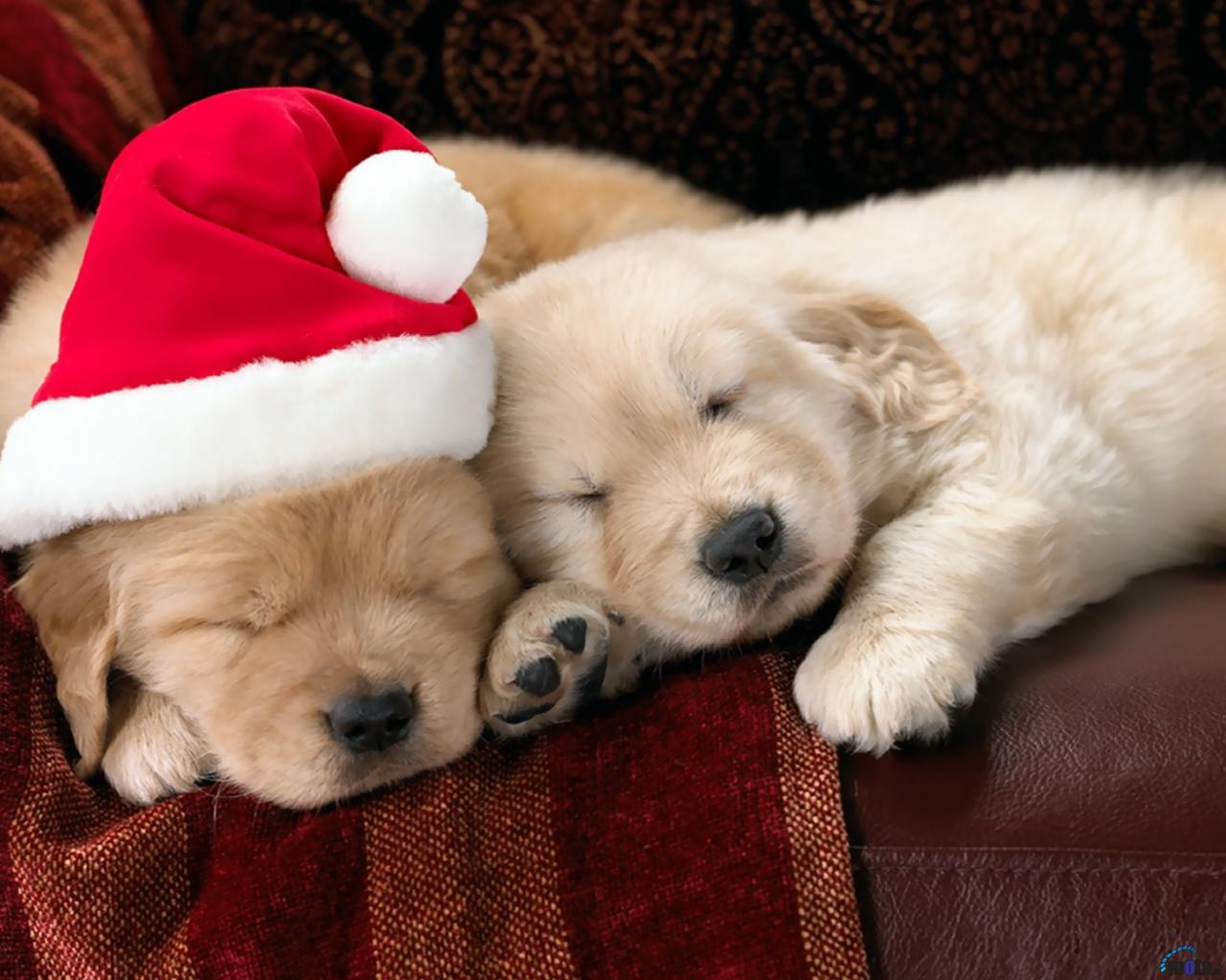 Wallpaper Christmas Puppies Golden Retrievers X Desktop