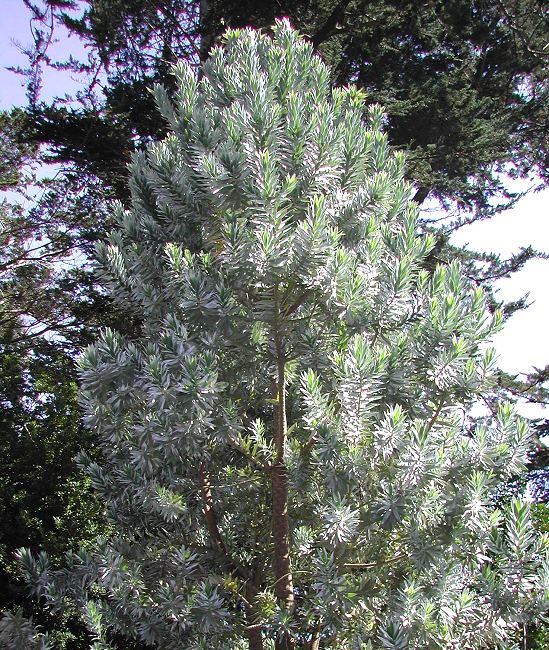 Leucadendron Argenteum The Silver Tree