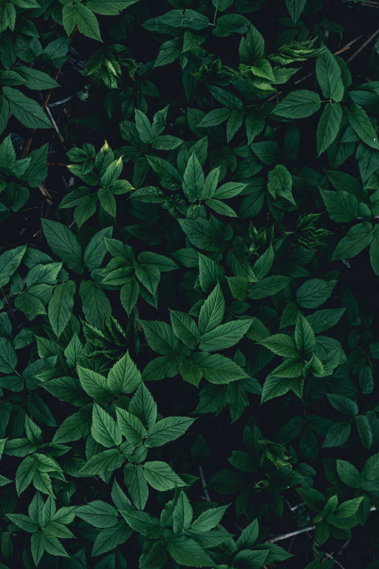 Green Leaves On A Black Wallpaper