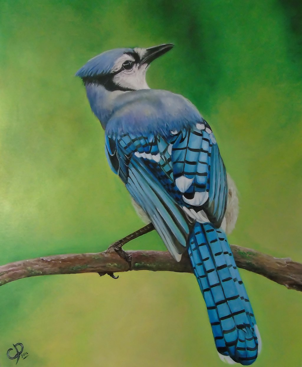 Blue Jay By Darkimagimp