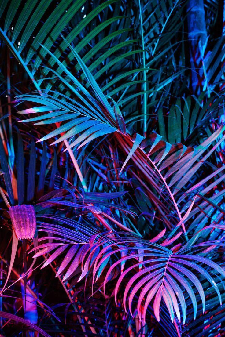 Neon Plants Object Photography Aesthetic Jungle