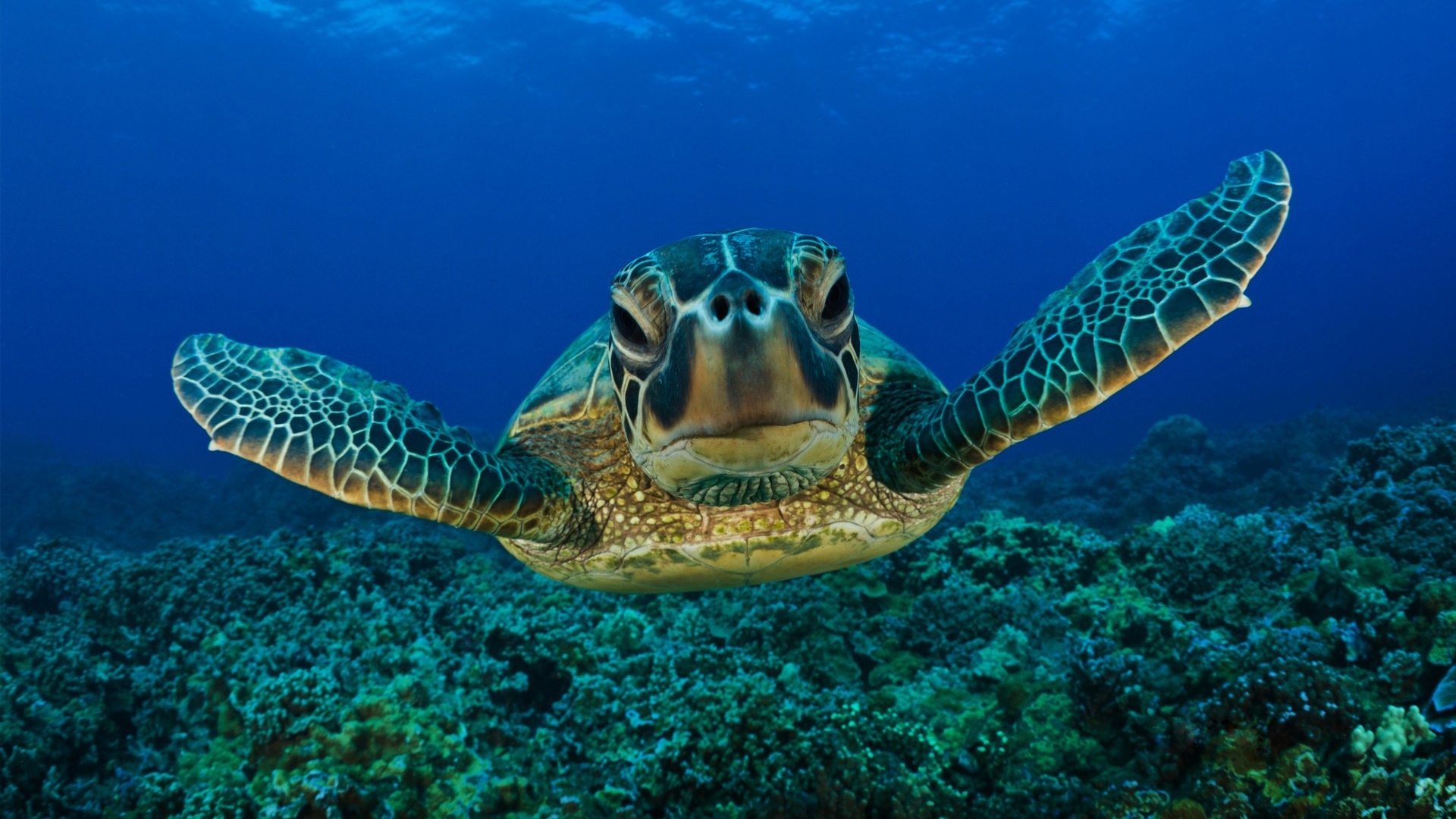 Turtle Desktop Pc And Mac Wallpaper