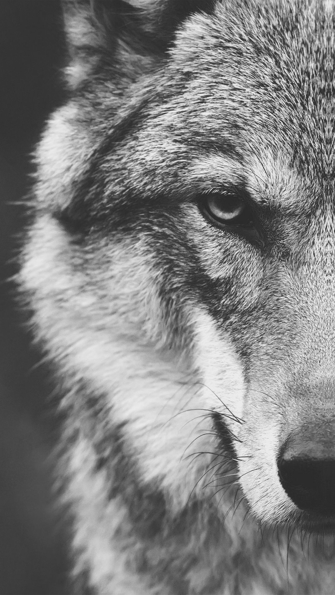 Animal Wolf Mobile Wallpaper For The Love Of