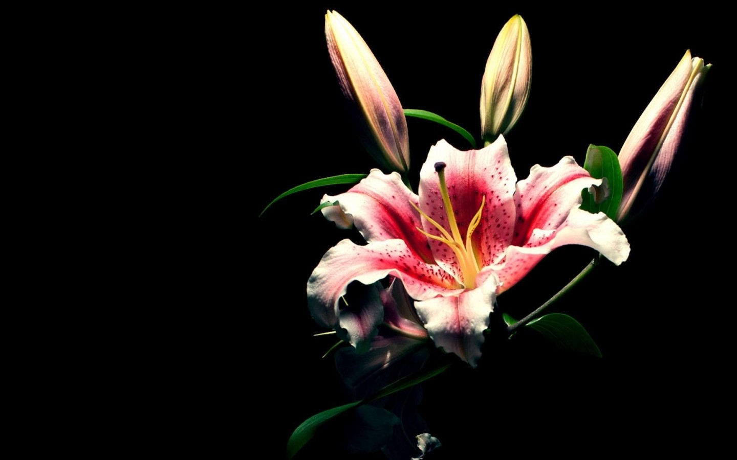 Lily Wallpaper