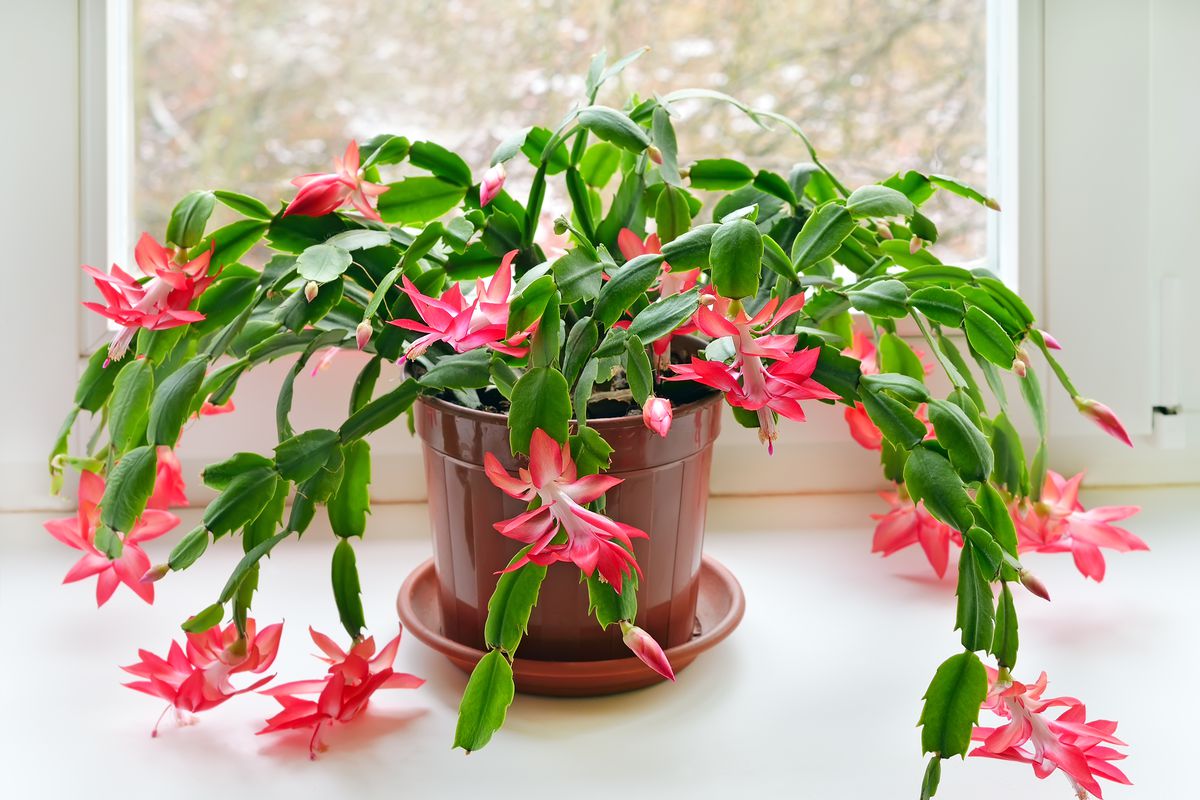 Best Houseplants For Surviving The Chicago Winter Curbed