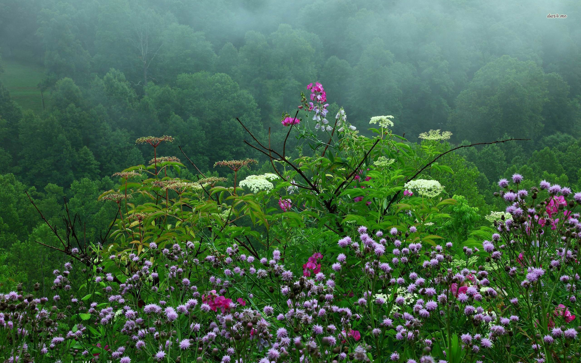 Raining Over The Wildflowers In Spring Wallpaper