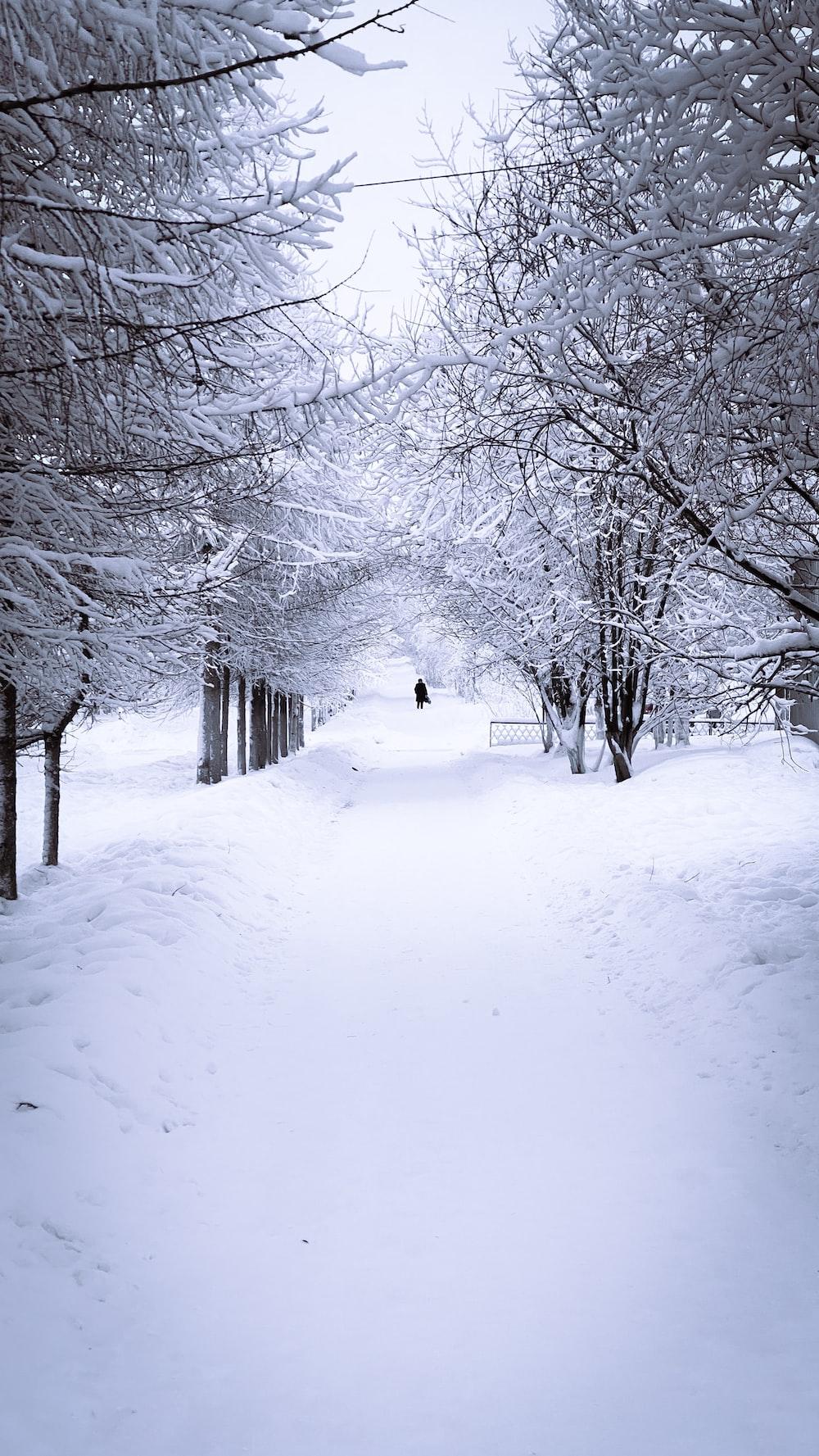 Person Walking On Snow Covered Pathway Between Bare Trees During